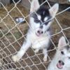 Beautiful Siberian Husky puppies born New yrs day