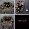 Regal jumping spiders Juveniles