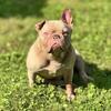 French bulldog female