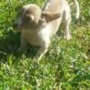 Miniature Dachshund Puppies 