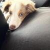 Full breed Miniature Australian Shepherd