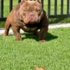 Micro American Bully female 2.5 years old 