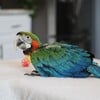 Handfed Baby Harlequin Macaw