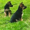 German shepherd male pup