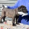 Rare beautiful dark chocolate Cane Corso female pup!