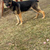 AKC German Shepherd