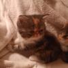 New Litter! CFA Exotic Shorthair Kittens