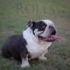 Adult mini Blue Tri English Bulldog (no litters)