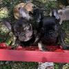 Reduced Frenchies