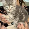 3 Exotic mixed kittens ready for new homes!!!