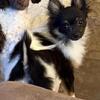 Male Pomeranian Puppy