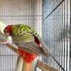 8 week old Eastern Rosella