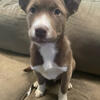 MALIBULL pups 