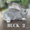 Friendly Flemish Giant Bucks - 8 weeks old