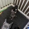 French Bulldog pups 
