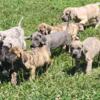 8 week old great dane puppies ready now!  Akc