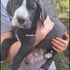 AKC Great Dane puppies RTG now