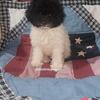 AKC Purebred Toy Poodle Girl