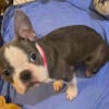 Hailey the Female Blue & White Boston Terrier Puppy