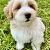 Mini bernedoodle puppy for sale