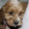 Darla is a female Cockapoo born on December 13th 2023 and ready for a home on or after February 7th 2023.