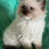 Ragdoll Male TICA Registered Kitten