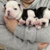 Three beautiful and uniquely marked Boston Terrier female puppies!