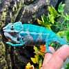 Panther Chameleon Rainbow Lizard One of the prettiest reptiles on earth