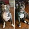 American bully pups almost four weeks going fast