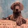 Gypsy the great Dane puppy