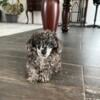 Blue merle toy poodle