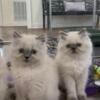 Himalayan Kittens