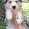 Siberian husky female  (puppies)