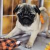 Bright Fawn Pug Puppies - EXCLELLENT WITH KIDS - Ready Now