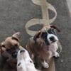 Full blooded unregistered boxer puppies