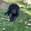 Labradoodle Male F1 For Sale
