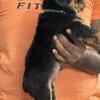 Akc Rottweilers put your deposit down