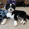 Since 2004 - Quality Doodle Puppies - F1b and F1 Bernedoodles. Ready Spring/Summer 2024