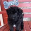 Adorable small F1B Cavapoo puppies