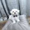 Korean maltese available