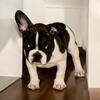 French bulldog 