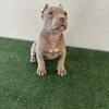 Bully Pup