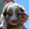 AKC Australian Shepherd Puppies !