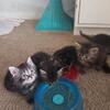 Half Himalayan kittens