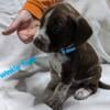 German Shorthair Pointer Beagle Mix puppies 