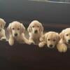 Cream & Light Blonde Golden Retriever Puppies!