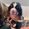 Bernese Mountain Dog Puppies