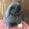 Baby Holland Lops: Does/Females, Kit Bunny Rabbit, see pics