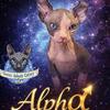 Sphynx Girl DBE TICA Breeding Rights Chicago IL