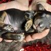 Male Miniature Dachshund